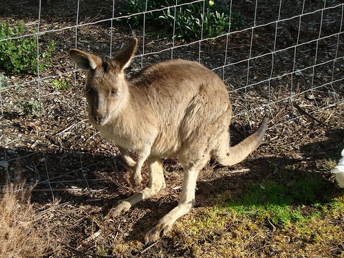 Warrook Farm Australia Warrook Farm Australia