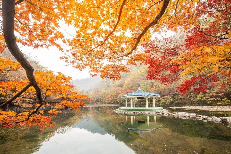 Du Lịch Hàn Quốc: Khám Phá Khu Rừng Lá Đỏ Đầy Mê Hoặc Hwadam